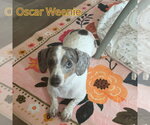 Small #6 Dachshund
