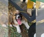 Small #2 Aussie-Corgi
