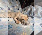 Small Great Dane
