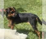 Small #2 Beagle-Chihuahua Mix