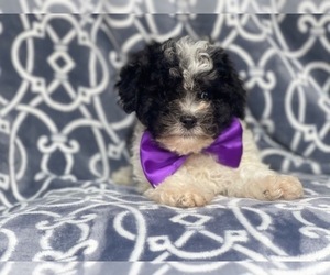 Cavachon-ShihPoo Mix Puppy for sale in LAKELAND, FL, USA