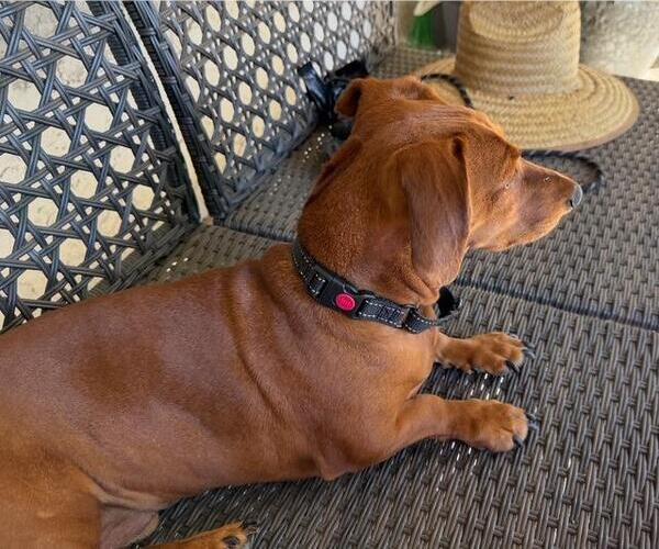 Medium Photo #2 Dachshund Puppy For Sale in Los Angeles, CA, USA