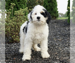 Small Photo #3 Miniature Bernedoodle Puppy For Sale in WARSAW, IN, USA