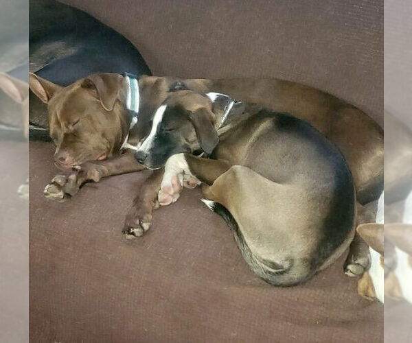 Medium Photo #19 Mutt Puppy For Sale in Mount Laurel, NJ, USA