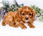 Puppy Gabriel Cavalier King Charles Spaniel