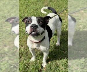 American Staffordshire Terrier Dogs for adoption in Fort Lauderdale, FL, USA