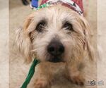 Small #6 Wheaten Terrier Mix