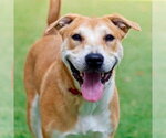 Small #4 Labrador Retriever Mix