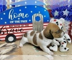 Small #3 Dachshund