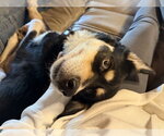 Small #6 Siberian Husky Mix