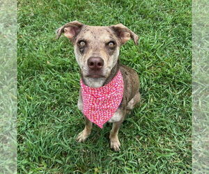 Catahoula Leopard Dog-Unknown Mix Dogs for adoption in Brooklyn Center, MN, USA