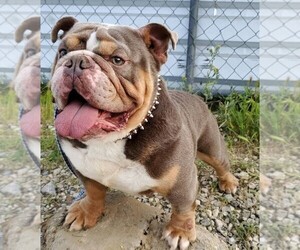 Father of the Bulldog puppies born on 09/21/2020