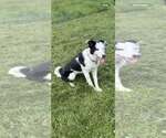 Small #6 Border Collie