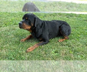 Father of the Rottweiler puppies born on 06/20/2022