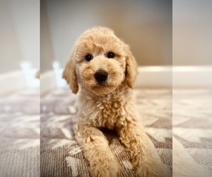 Goldendoodle Puppy for Sale in CROSSVILLE, Tennessee USA