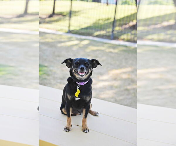Medium Photo #11 Chihuahua Puppy For Sale in Sandy, UT, USA