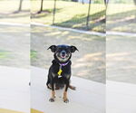 Small #10 Chihuahua