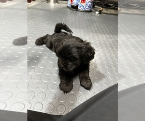Labradoodle-Mal-Shi Mix Puppy for sale in CANFIELD, OH, USA