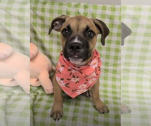 Medium Photo #3 Boxer-Unknown Mix Puppy For Sale in SHERBURNE, NY, USA