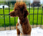 Small Photo #1 Poodle (Miniature) Puppy For Sale in ALPENA, MI, USA