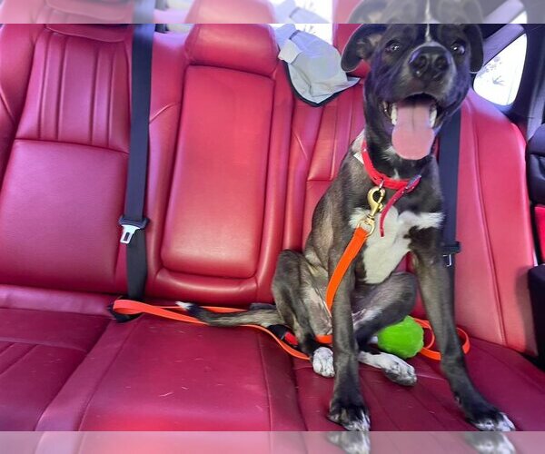 Medium Photo #4 Mountain Cur-Unknown Mix Puppy For Sale in Key Largo, FL, USA