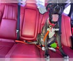 Small #3 Mountain Cur Mix
