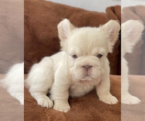 French Bulldog Puppy for sale in VIRGINIA BEACH, VA, USA