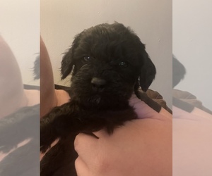 Double Doodle Puppy for sale in ZANESVILLE, OH, USA