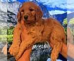 Small #5 Goldendoodle