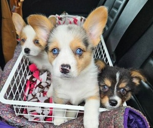 Pembroke Welsh Corgi Puppy for sale in MILTON, WI, USA
