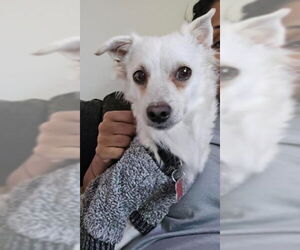 Chihuahua-Unknown Mix Dogs for adoption in San Diego, CA, USA