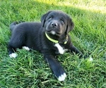Puppy Puppy 6 Labrador Retriever-Mutt Mix
