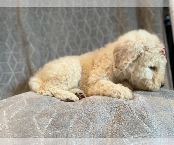 Medium Photo #19 Poodle (Standard) Puppy For Sale in LAKELAND, FL, USA