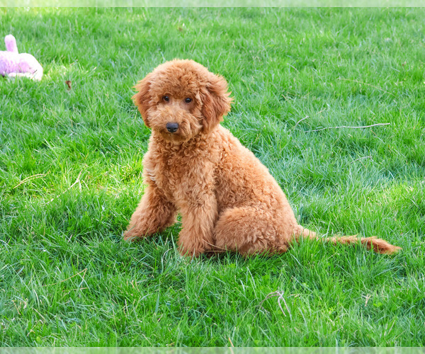 Medium Photo #1 Goldendoodle Puppy For Sale in SYRACUSE, IN, USA