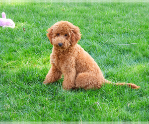 Goldendoodle Puppy for sale in SYRACUSE, IN, USA