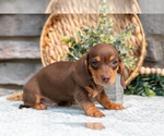 Small #4 Dachshund
