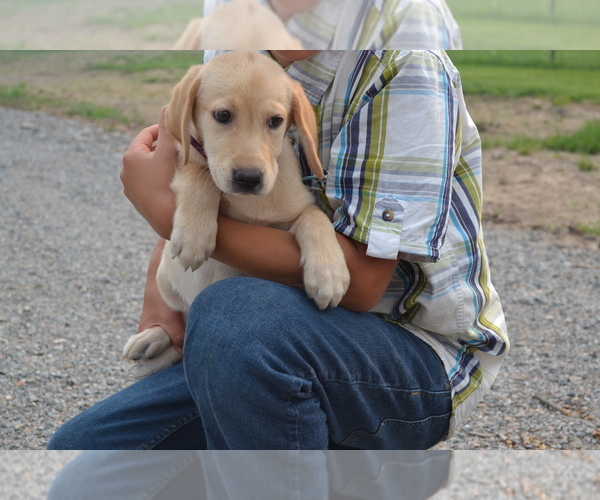 Medium Photo #1 Labrador Retriever Puppy For Sale in GREENWOOD, WI, USA