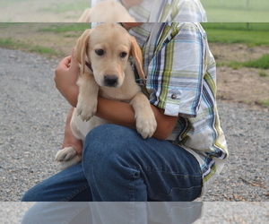 Medium Labrador Retriever