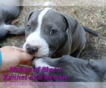 Small #10 American Pit Bull Terrier