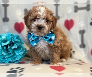 Havashu-Poodle (Miniature) Mix Puppy for sale in LAKELAND, FL, USA