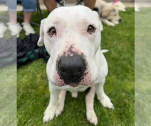 American Pit Bull Terrier-Unknown Mix Dogs for adoption in Germantown, OH, USA