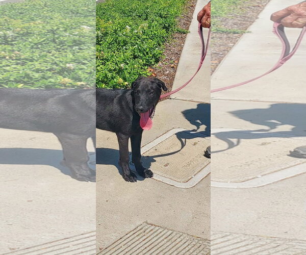 Medium Photo #3 Labrador Retriever-Unknown Mix Puppy For Sale in San Diego, CA, USA