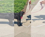 Small #2 Labrador Retriever Mix