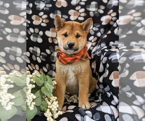Shiba Inu Puppy for sale in OXFORD, PA, USA
