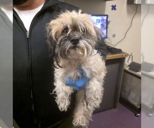 Shih Tzu-Unknown Mix Dogs for adoption in Long Beach, CA, USA