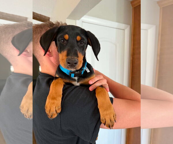 Medium Photo #4 Doberman Pinscher Puppy For Sale in Buffalo, MN, USA