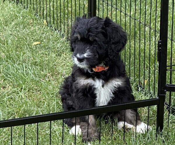 Medium Photo #4 Bernedoodle Puppy For Sale in SPRINGFIELD, OH, USA