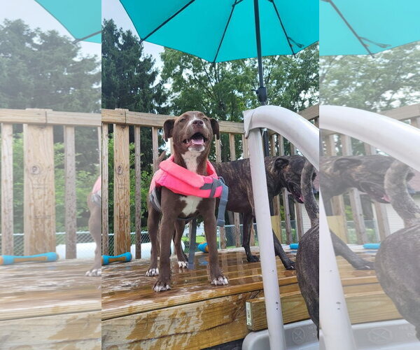 Medium Photo #2 American Pit Bull Terrier-Unknown Mix Puppy For Sale in Germantown, OH, USA