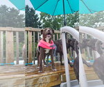 Small #1 American Pit Bull Terrier Mix