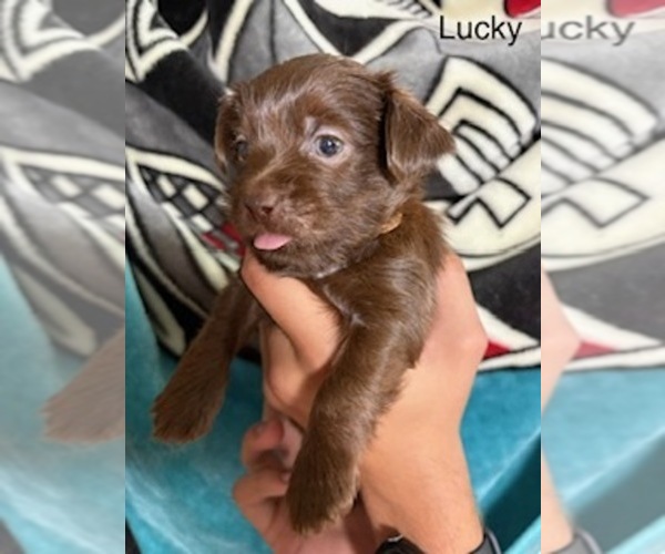 Medium Photo #38 Shorkie Tzu Puppy For Sale in SCOTTSDALE, AZ, USA